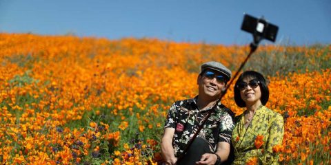 «Цветочный Апокалипсис» в Южной Калифорнии